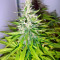 Mazar (Dutch Passion) Cannabis-Samen