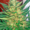Motavation regular (Serious Seeds) Cannabis-Samen