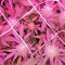 Russian Doll (Kannabia Seeds) Cannabis-Samen