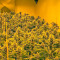 Papaya regular (Nirvana Seeds) Cannabis-Samen