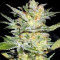 Timanfaya Auto (VIP seeds) Cannabis-Samen