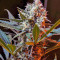 Green Poison F1 Fast Version (Sweet Seeds) Cannabis-Samen