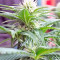Ladyburn 1974 (GHS) Cannabis-Samen
