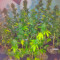 Moby Dick (GHS) Cannabis-Samen