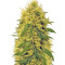 Big Bud (Vision Seeds) Cannabis-Samen