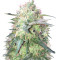 Fresh Candy (Pyramid Seeds) Cannabis-Samen