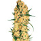 Jamaican Dream (Eva Seeds) Cannabis-Samen