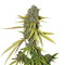 Lemon Skunk (DNA Genetics) Cannabis-Samen