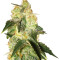 Pakistan Ryder Auto (World of Seeds) Cannabis-Samen