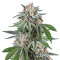 Gorilla (Dinafem Seeds) Cannabis-Samen