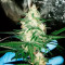 Afghan Cow (Dr. Krippling Seeds) Cannabis-Samen