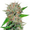 Deep Mandarine CBD (Delicious Seeds) Cannabis-Samen