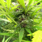Purple Maroc (Female Seeds) Cannabis-Samen