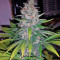 Sweet Skunk F1 Fast Version (Sweet Seeds) Cannabis-Samen