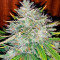Auto White Widow (Dutch Passion) Cannabis-Samen