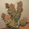 Crystal METH Auto (Fast Buds) Cannabis-Samen