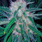 Domina Haze Cannabis-Samen