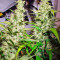 Mandala #1 regular (Mandala Seeds) Cannabis-Samen