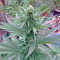 Northern Lights x Big Bud Ryder Auto (World of Seeds) Cannabis-Samen