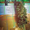 Pakistan Valley (World of Seeds) Cannabis-Samen