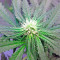 Shark Attack (Dinafem Seeds) Cannabis-Samen
