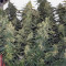 Six Shooter Auto (Fast Buds) Cannabis-Samen