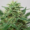 Somango XL (RQS) Cannabis-Samen