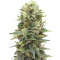 Auto Afghan Mass (00 Seeds) Cannabis-Samen
