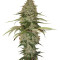 Papaya (Nirvana Seeds) Cannabis-Samen