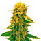 Sugar Black Rose Auto (Delicious Seeds) Cannabis-Samen
