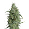 Super OG Kush (Pyramid Seeds) Cannabis-Samen