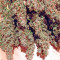 AK-47 regular (Serious Seeds) Cannabis-Samen