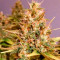 Cotton Candy Kush (Delicious Seeds) Cannabis-Samen