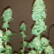 Critical Impact (Vision Seeds) Cannabis-Samen