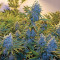 Serious Kush (Serious Seeds) Cannabis-Samen
