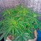 Sweet Coffee Ryder Auto (World of Seeds) Cannabis-Samen