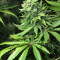 White Rhino (GHS) Cannabis-Samen