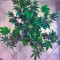 White Rhino (Nirvana Seeds) Cannabis-Samen