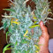 White Widow (Nirvana Seeds) Cannabis-Samen