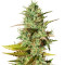 Mazar regular (Dutch Passion) Cannabis-Samen