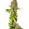 Mohan Ram (Sweet Seeds) Cannabis-Samen