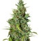 Neville Haze Ryder Auto (World of Seeds) Cannabis-Samen