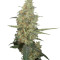Power Plant regular (Dutch Passion) Cannabis-Samen