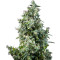 White Bhutanese (Mandala Seeds) Cannabis-Samen