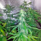 Super Bud (GHS) Cannabis-Samen