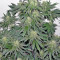 707 Headband (Humboldt Seeds Organization) Cannabis-Samen