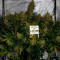 Auto Brooklyn Sunrise (Dutch Passion) Cannabis-Samen
