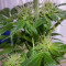 Bona Dea CBD+ (Vision Seeds) Cannabis-Samen