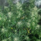 Crystal Queen (Vision Seeds) Cannabis-Samen