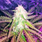 Northern Light Automatic (Nirvana Seeds) Cannabis-Samen